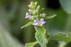Hyptis mutabilis
