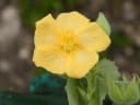 Abutilon mauritianum