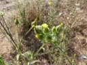 Madia sativa