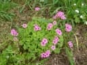 Oxalis articulata
