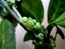 Garcinia dulcis