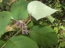 Callicarpa tomentosa