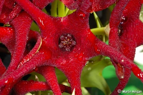 Orbea huillensis