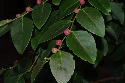 Breynia cernua