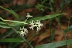 Flagellaria indica