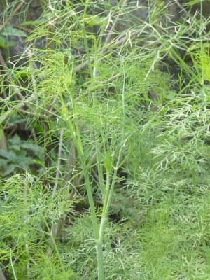 Anethum graveolens