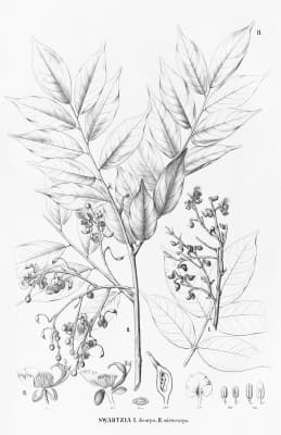 Swartzia dipetala
