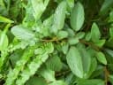 Phyllodium pulchellum