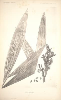 Calamus arugda