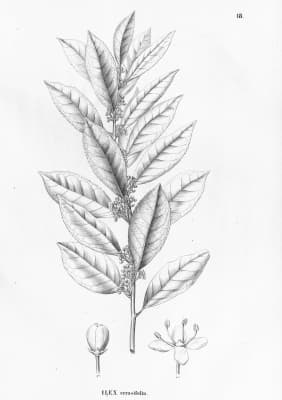 Ilex cerasifolia