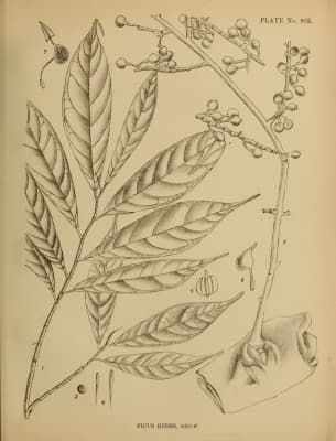 Ficus ribes