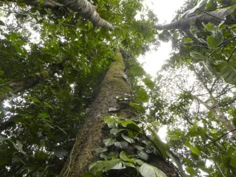 Lecythis mesophylla