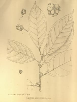Kadsura heteroclita