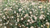 Tridax procumbens