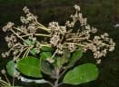 Aspidosperma desmanthum