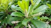 Terminalia ivorensis