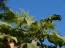 Sterculia quinqueloba