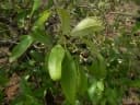Ozoroa insignis