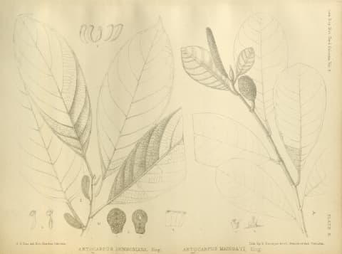 Artocarpus glaucus