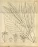 Dipterocarpus bourdillonii