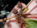 Triumfetta semitriloba
