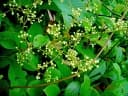 Tetracera scandens