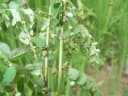 Phyllanthus matitanensis
