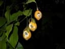 Passiflora ambigua