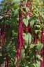 Amaranthus caudatus