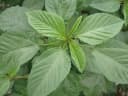 Corchorus olitorius