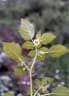 Physalis viscosa