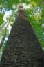 Araucaria cunninghamii