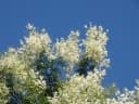 Mimosa bimucronata