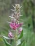 Krameria argentea