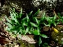 Lygodium circinnatum