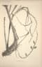 Calamus flagellum