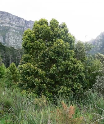 Curtisia dentata