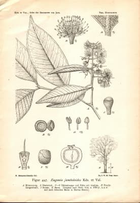 Syzygium racemosum