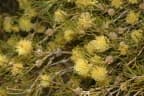 Melaleuca uncinata