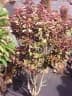 Euphorbia bicompacta