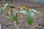 Synsepalum passargei