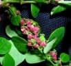 Phyllanthus casticum