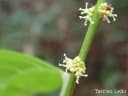 Aparisthmium cordatum