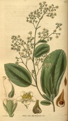 Tetracera sarmentosa