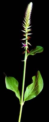 Achyranthes aspera