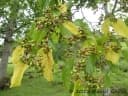 Hovenia dulcis