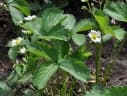 Fragaria × ananassa