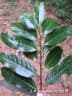 Annona neosericea
