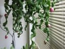 Epiphyllum phyllanthus