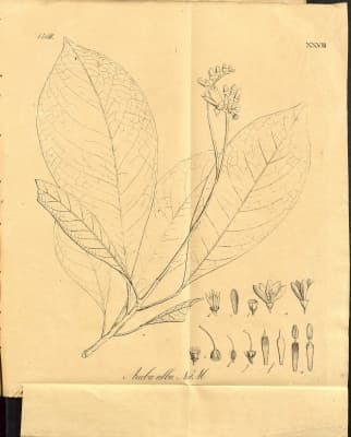 Neoraputia alba